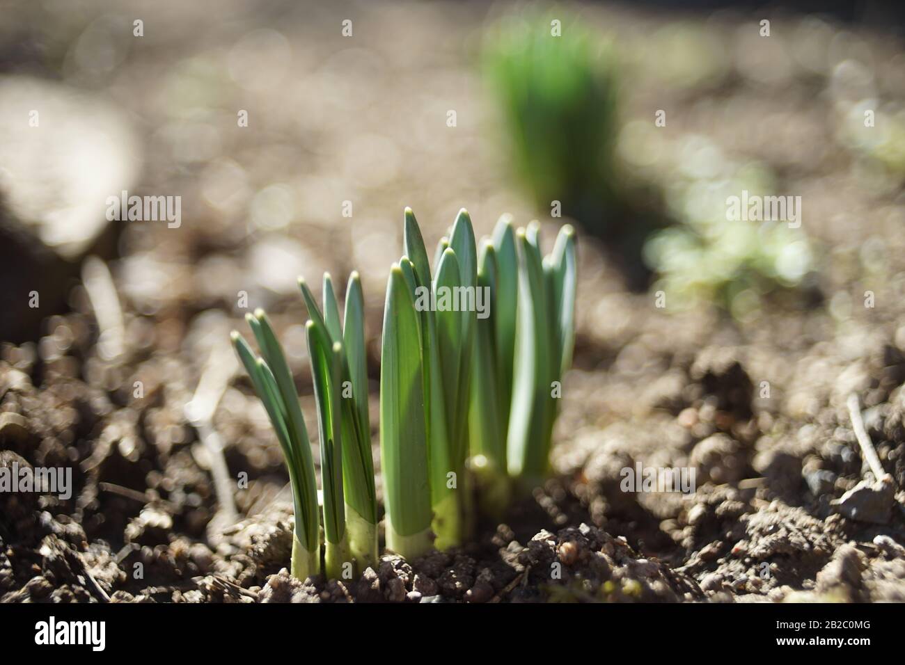 Fresh green sprouts of daffodils flowers grow in the ground of a sunny garden Stock Photo