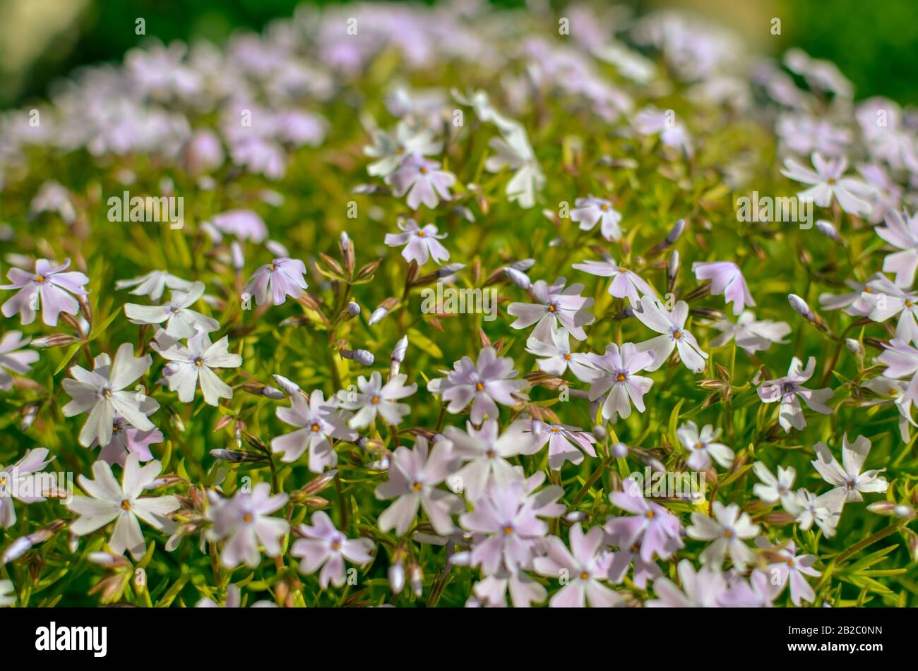 Phlox divaricata Phlox divaricata. Blue phlox Closeup Stock Photo