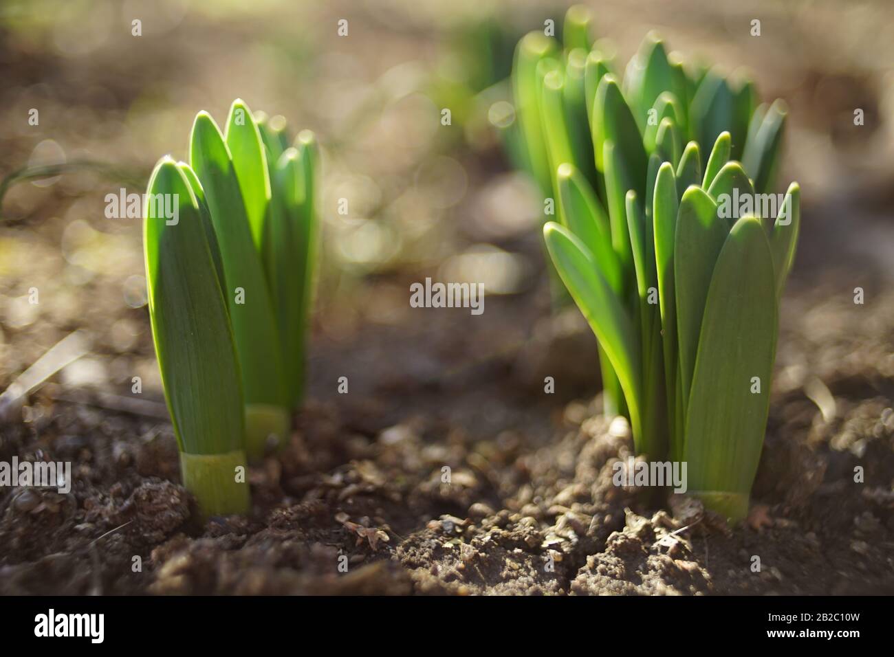 Young green sprouts of daffodils flowers grow in the ground of a sunny garden Stock Photo