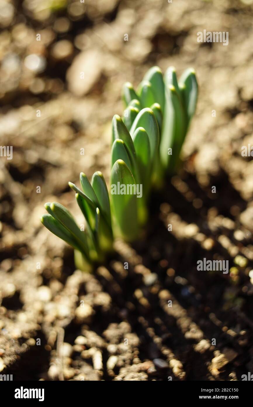 New green sprouts of daffodils flowers grow in the ground Stock Photo
