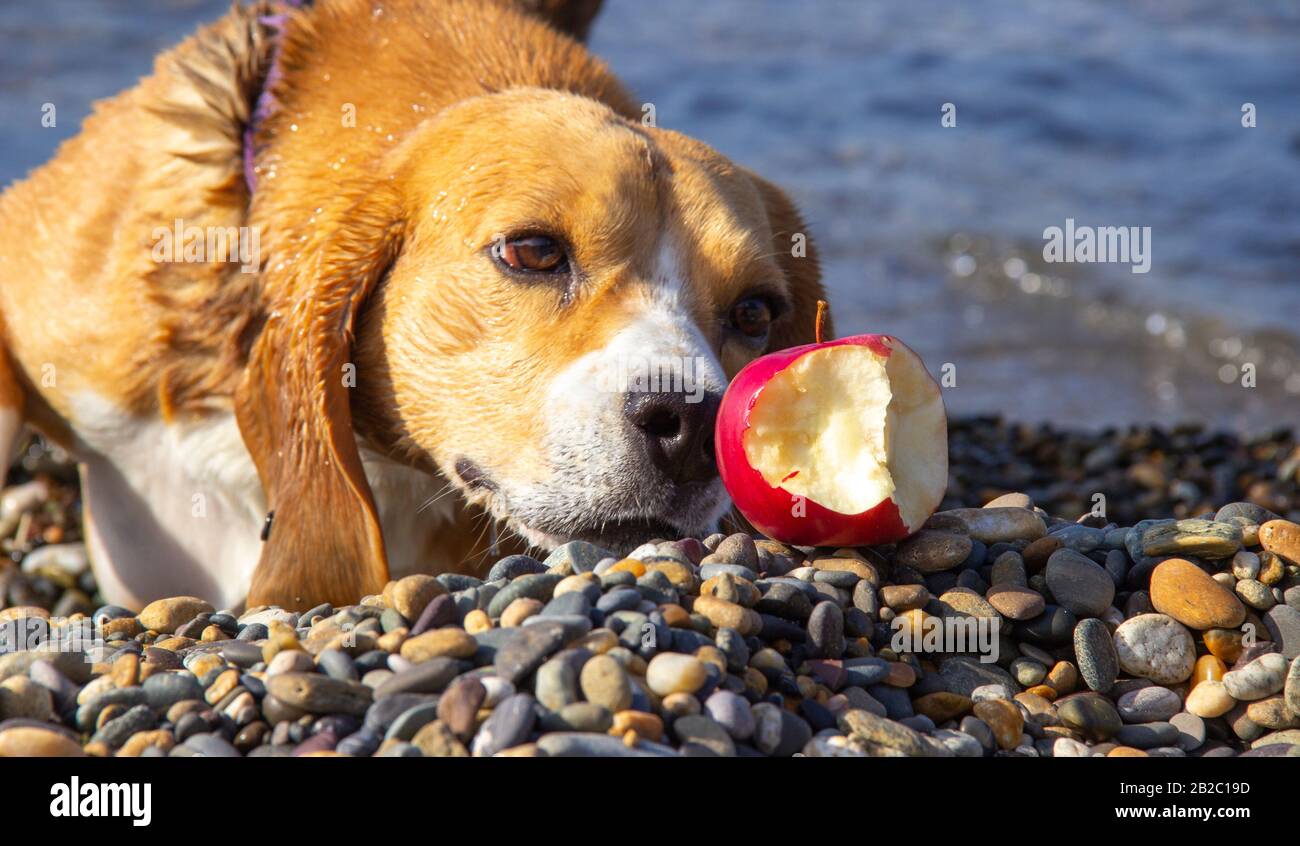 the dog tries to bite the Apple. Stock Photo