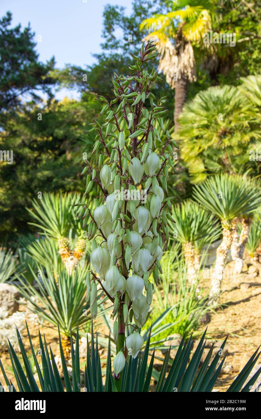 Blooming Yucca gloriosa. perennial evergreen monoecious plant Asparagaceae. Stock Photo