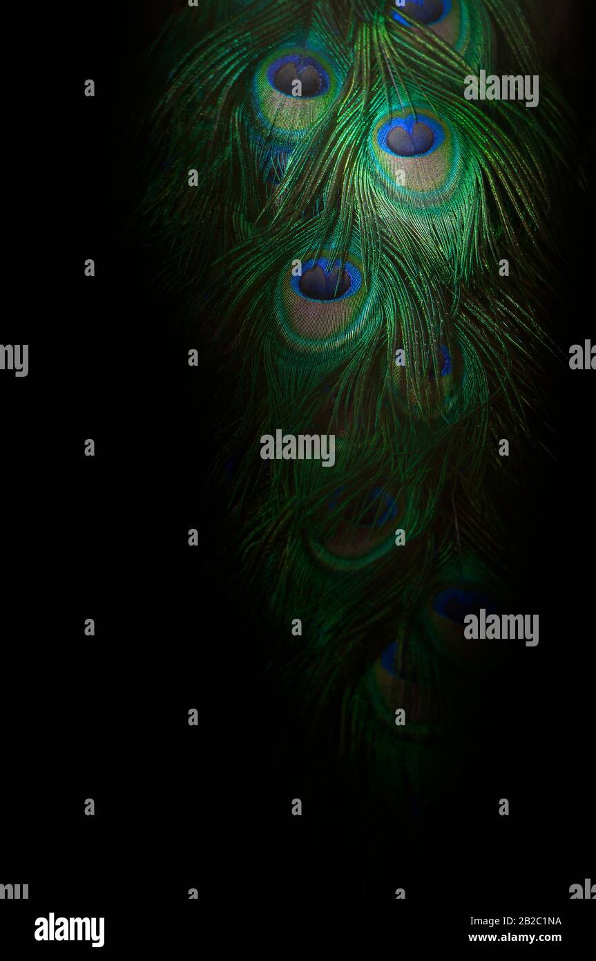 Colorful and Artistic Peacock Feathers. Part of beautiful peacock tail in dark. This is a macro