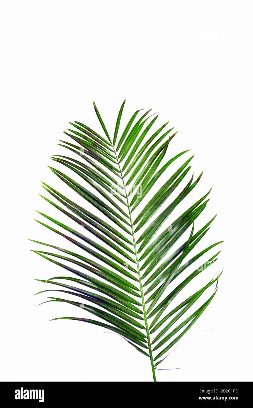 palm tree silhouetted with a white background Stock Photo