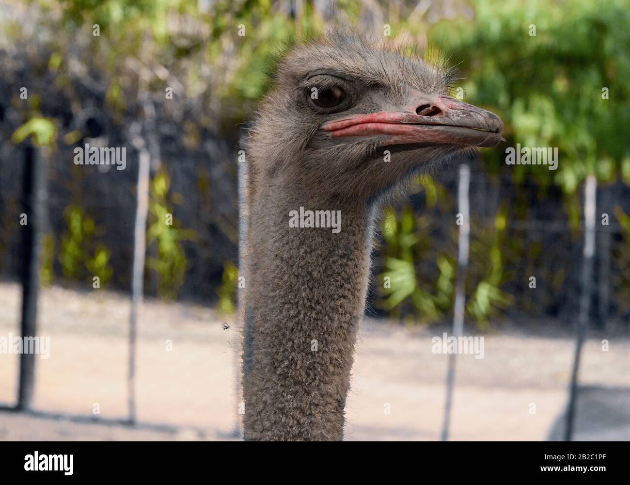 Close-up of ostrich head and neck - Garden Route, Oudtshoorn, Western Cape Province, South Africa Stock Photo