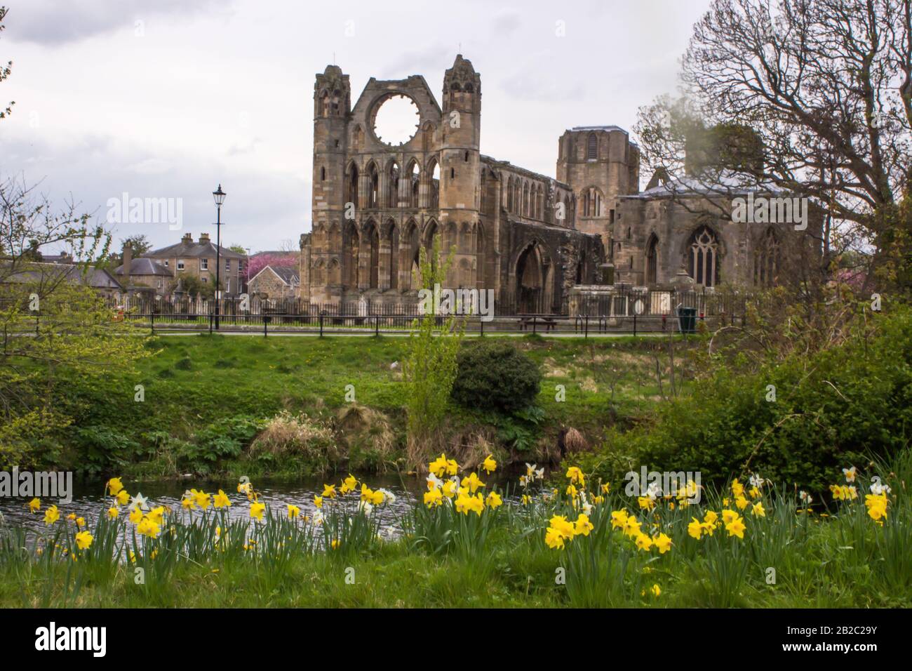 The Ruin’s of the Elgin Cathedral in Spring on the Bank of the River Lossie, in Northern Scotland, with Daffodils in the foreground Stock Photo