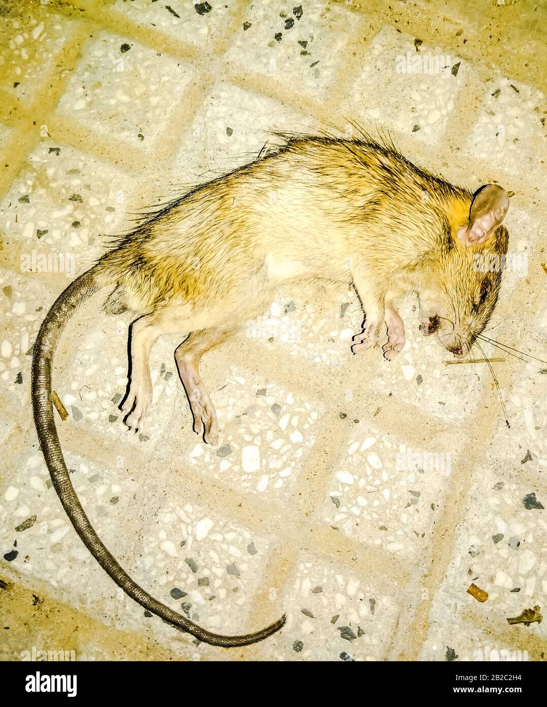 Brown rat dead hi-res stock photography and images - Alamy
