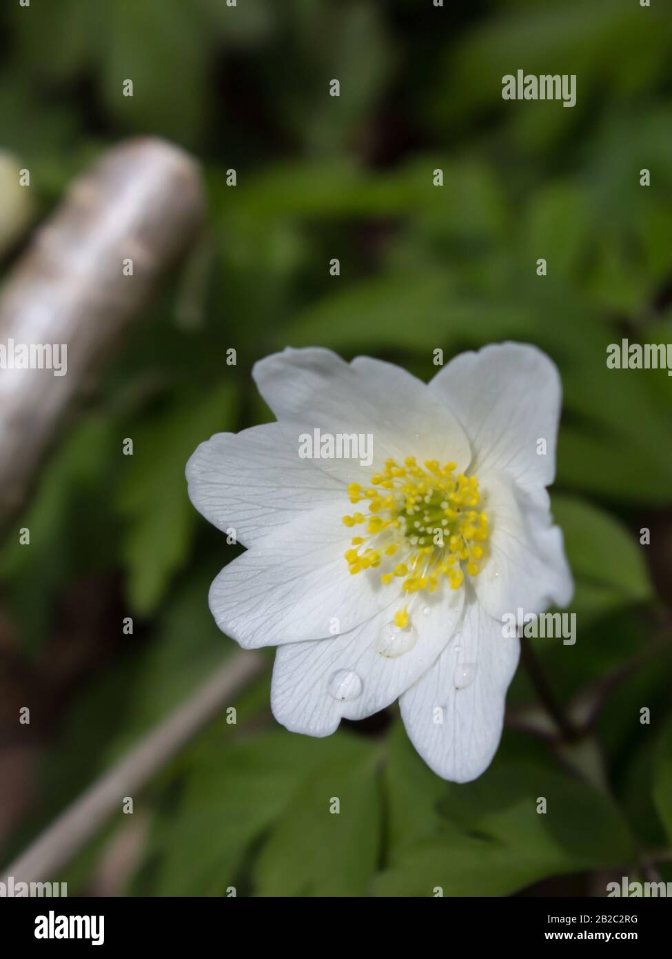A closeup of a single bloom of a wood anemone (Anemone Nemorosa) in
