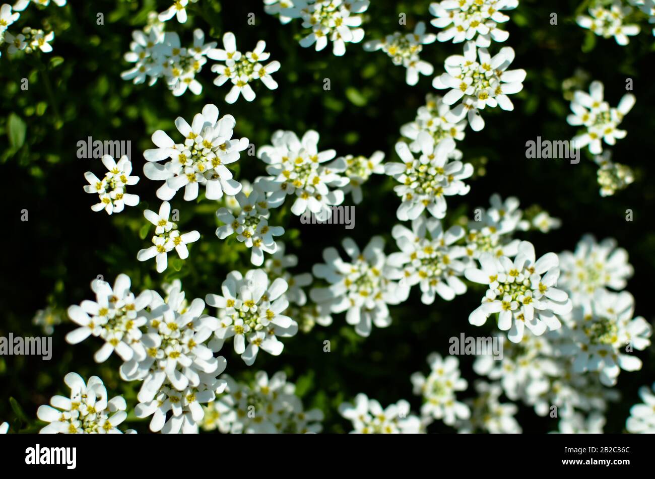 Iberis saxatilis, amara or bitter candytuft many white flowers Stock Photo