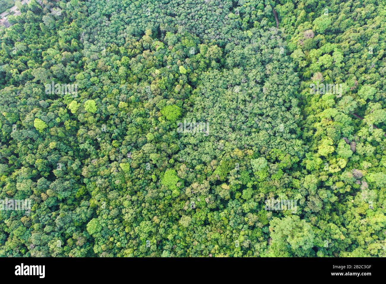 Aerial top view deep green hi-res stock photography and images - Alamy
