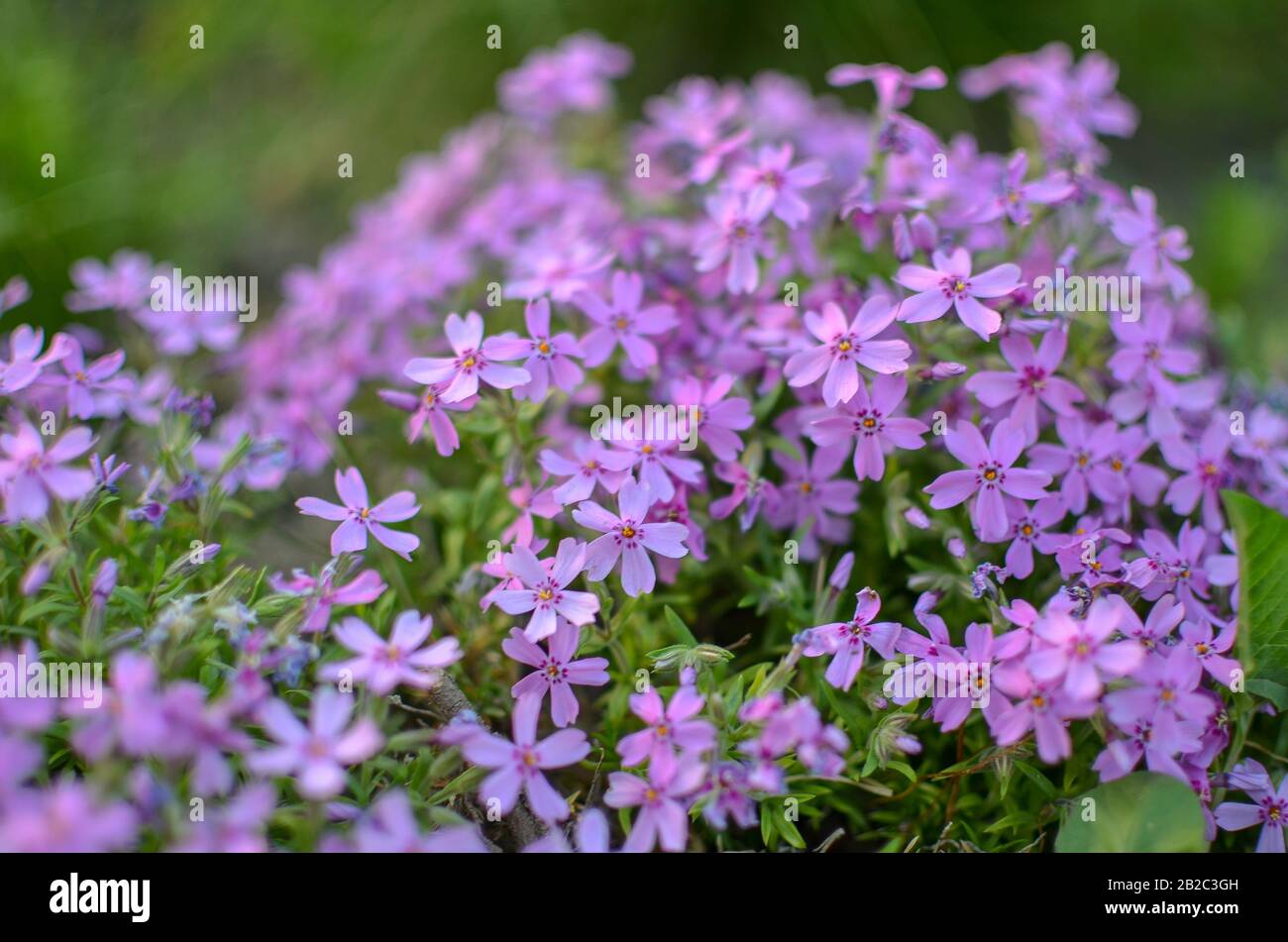 Pink phlox subulata - beautiful flower defocused photo Stock Photo - Alamy