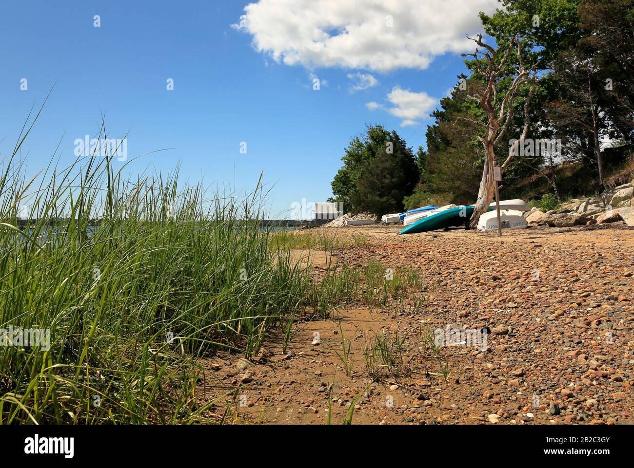 Upturned tree on beach hi-res stock photography and images - Alamy