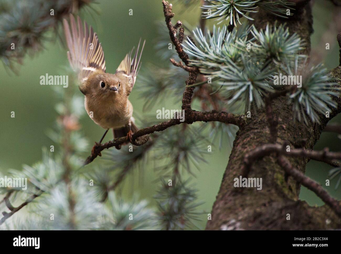 Ruby-crowned kinglet flight Stock Photo - Alamy