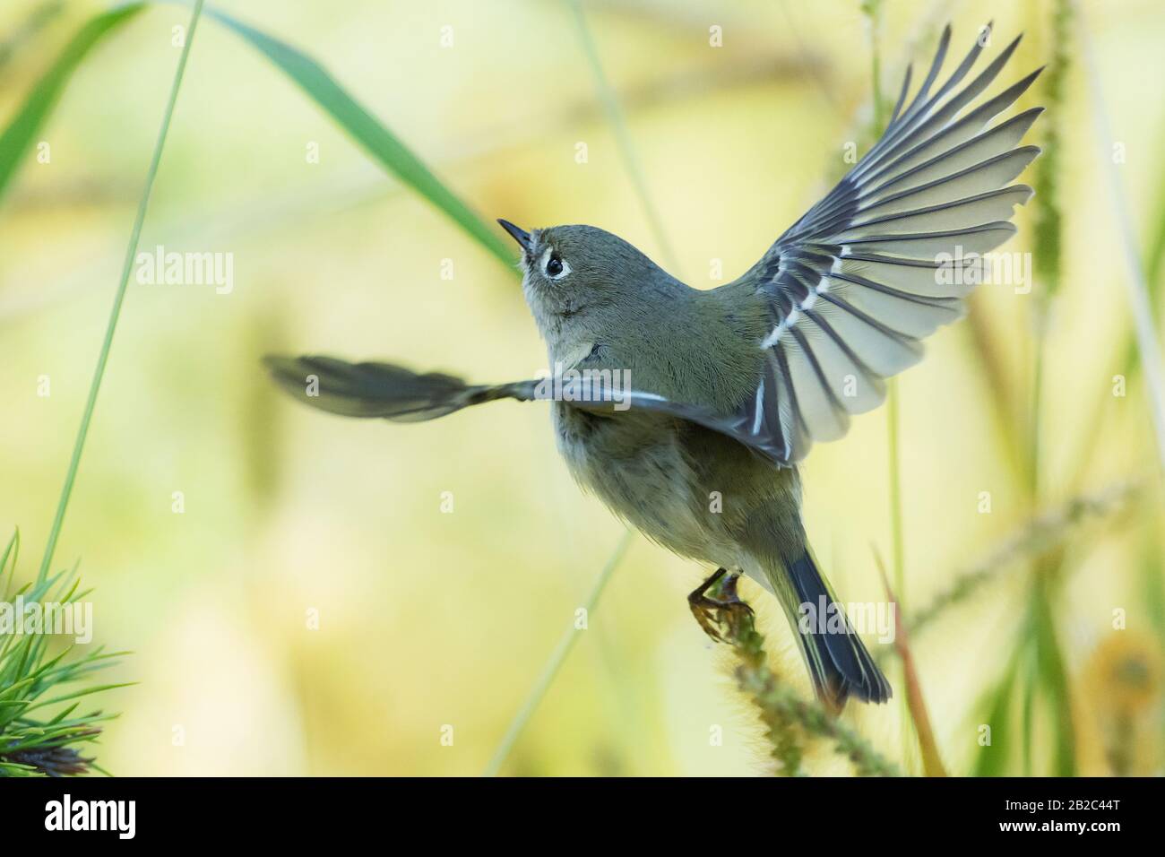 Kinglet flying hi-res stock photography and images - Alamy