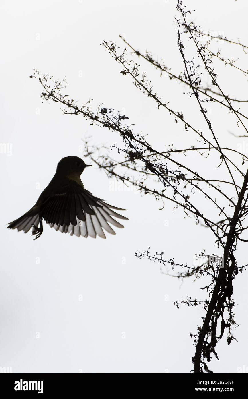 Ruby-crowned kinglet hovering flight silhouette Stock Photo - Alamy