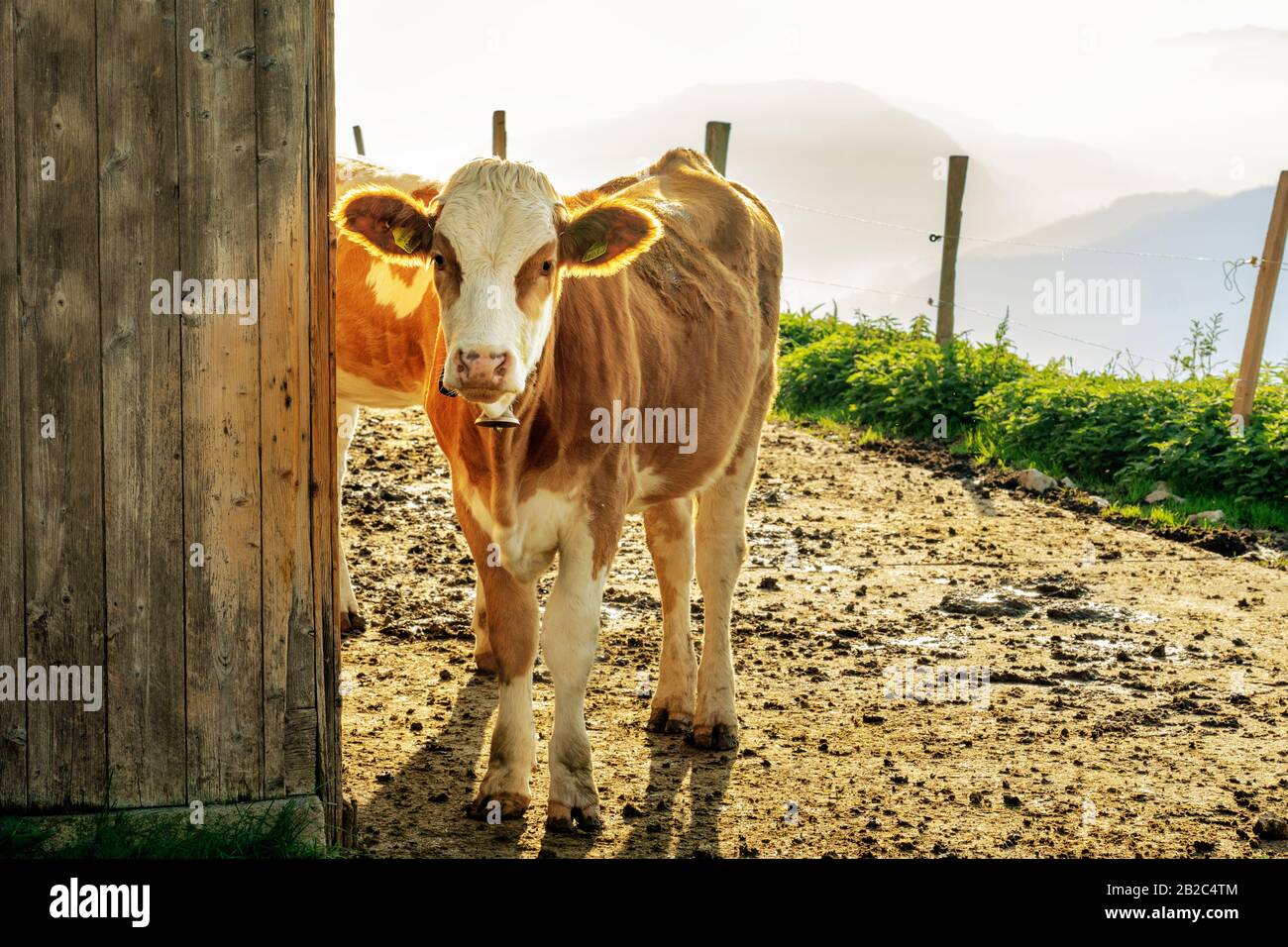 young cow standig next to a hutte in tyrol alm Austria on the mountains milk cheese advertisement . Stock Photo