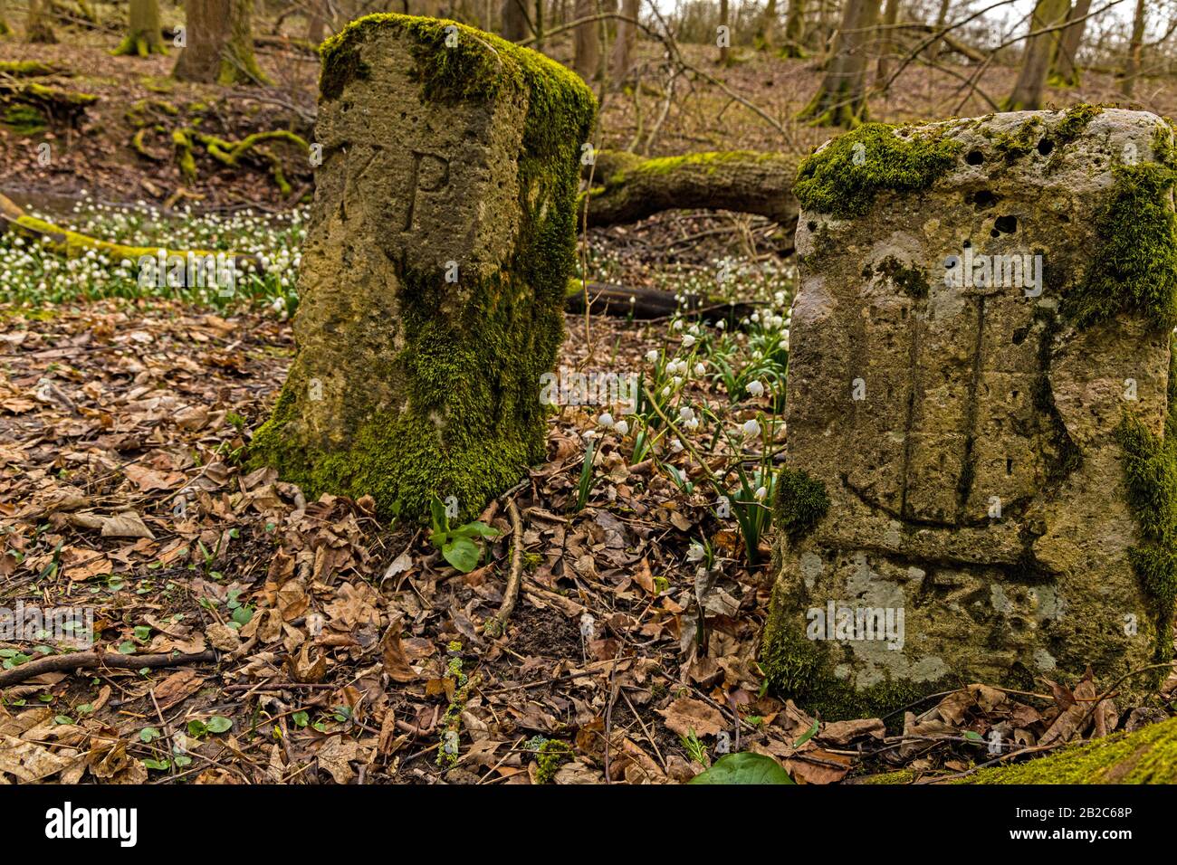 old stones and early spring snowflakes in the Hainich national park in Thuringia Stock Photo