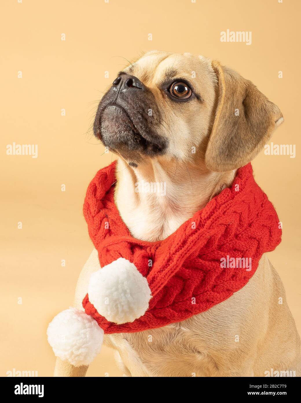 Portait of cute little puggle wearing a red fashion scarf Stock Photo