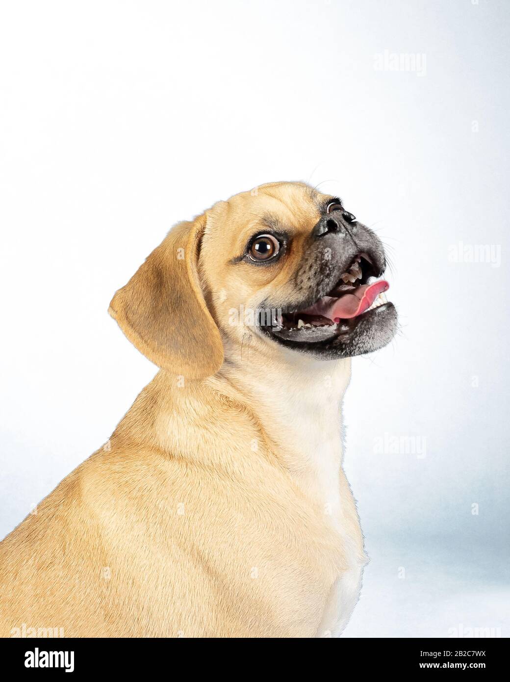 Portrait of young adorable happy puggle Stock Photo