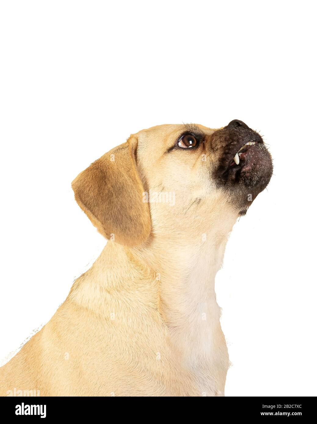 Pug Seal Fake Id