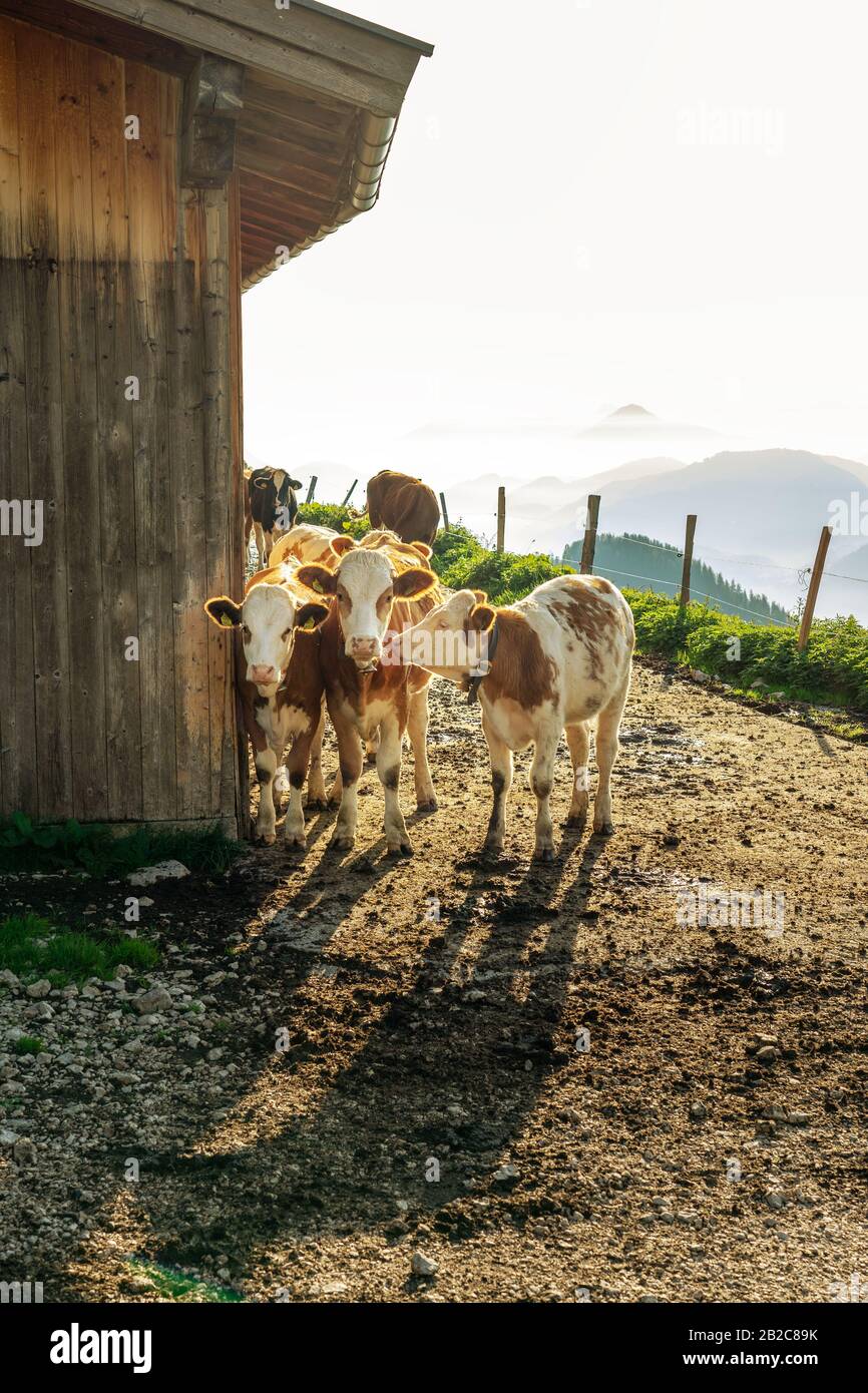 more cows standing next to a trafitional tyrol hutte in sunrise . Stock Photo