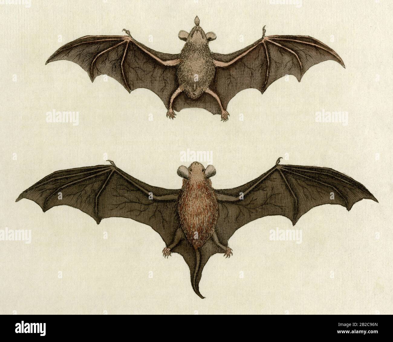 Flying bats, drawn from life by English naturalist and ornithologist, George Edwards (1694 - 1773), in detail of coloured engraving.  Edwards signed the engraving and added the date 1749, the year in which he created the image.  Edwards produced his own plates for publication, which he then coloured personally or supervised others at the work, in order to preserve colour accuracy:  “I do not purpose to part with any of the Prints uncolour'd while I live, lest they should afterwards be colour'd by unskilful People”. Stock Photo