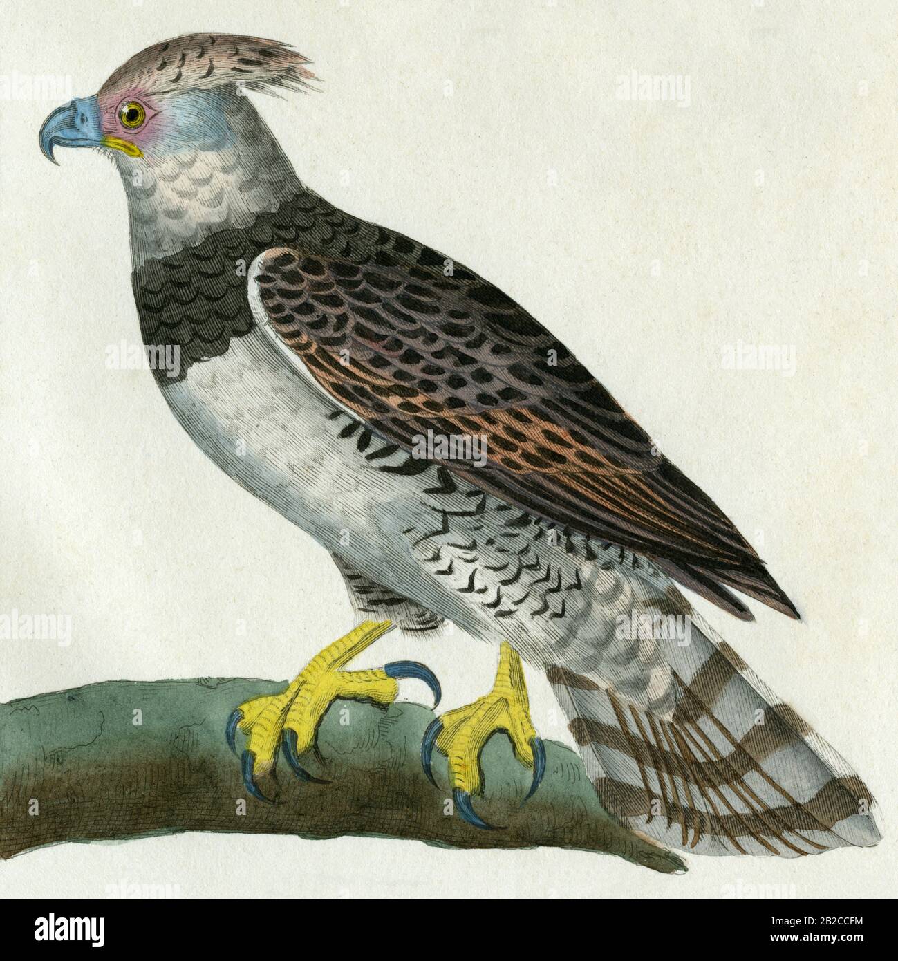 Eagle or aigle with yellow claws and stepped tail.  Detail of an engraving created in the 1800s for the “Oeuvres complètes de Buffon, augmentées par M.F. Cuvier”, published in 29 volumes from 1829 to 1832.  This “Complete works” brought the previous century's influential writings by Georges-Louis Leclerc, Comte de Buffon (1707-1788), on natural history and science to new generations.  The engraving in this image was created from a drawing by Madame C. Pillot, wife of Paris-based publisher of the “Complete Works”, F D Pillot. Stock Photo