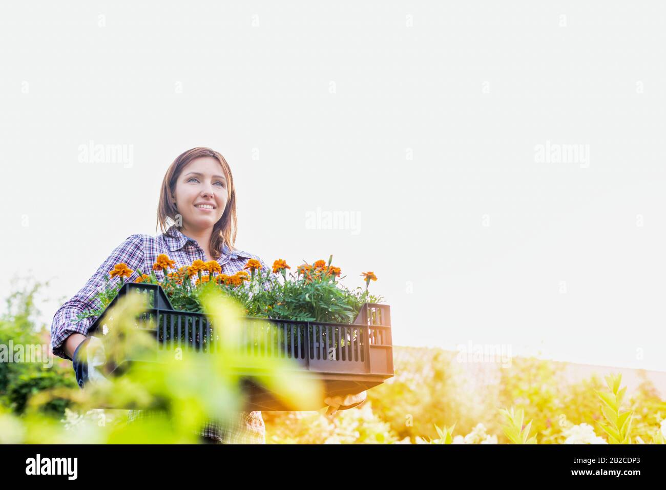 Portrait of mature female gardener carrying flowers in crate at shop ...