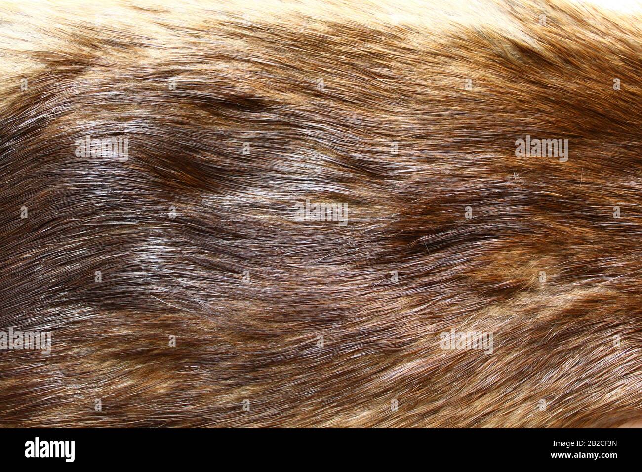 The picture shows a piece of a fox fur Stock Photo Alamy