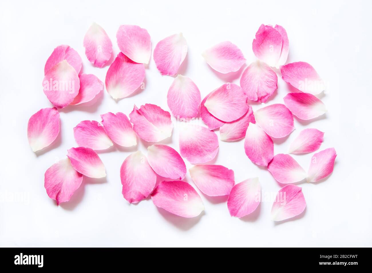 Pink rose petals on white background Stock Photo - Alamy
