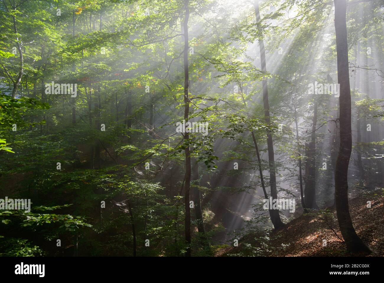 Sun rays penetrating forest hi-res stock photography and images - Alamy