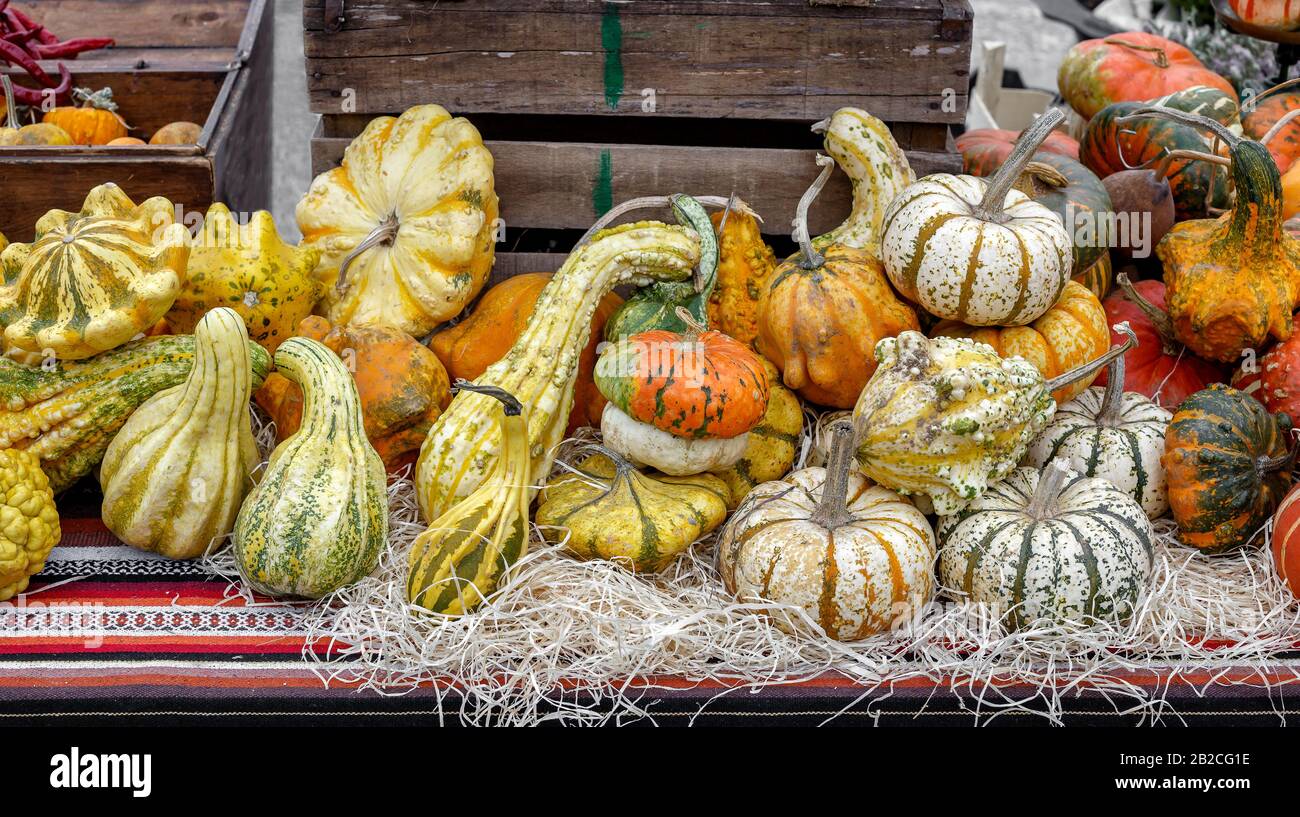 Beautiful and different varieties of squashes and pumpkins. Autumn ...