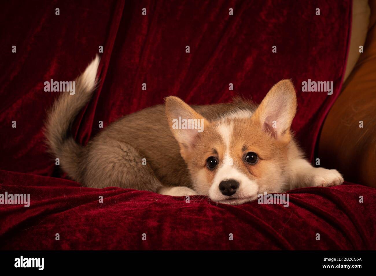 Pembroke Welsh Corgi puppy portrait at on red velvet background Stock - Alamy
