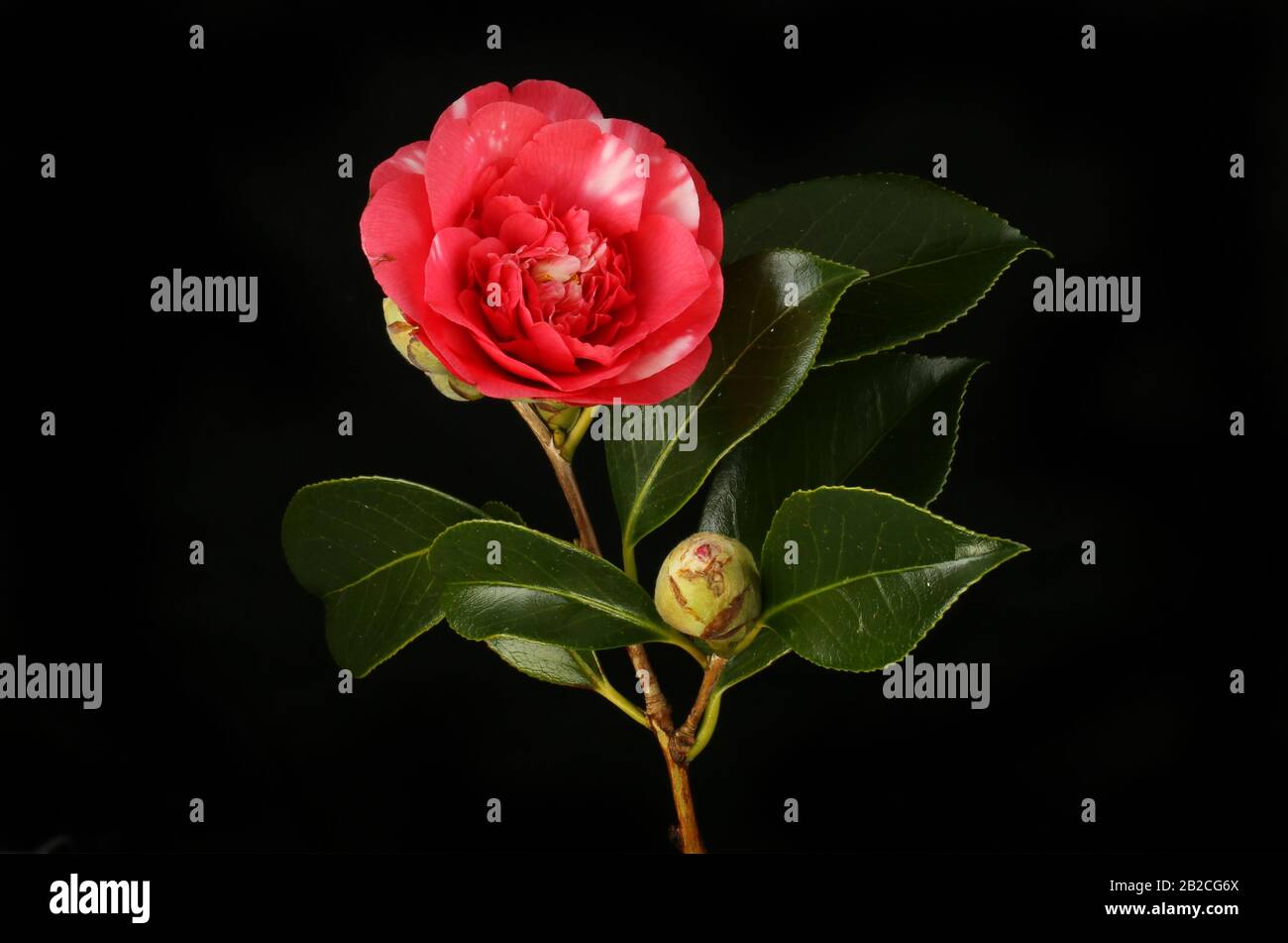 Red and white camellia, flower, foliage and buds isolated against black Stock Photo