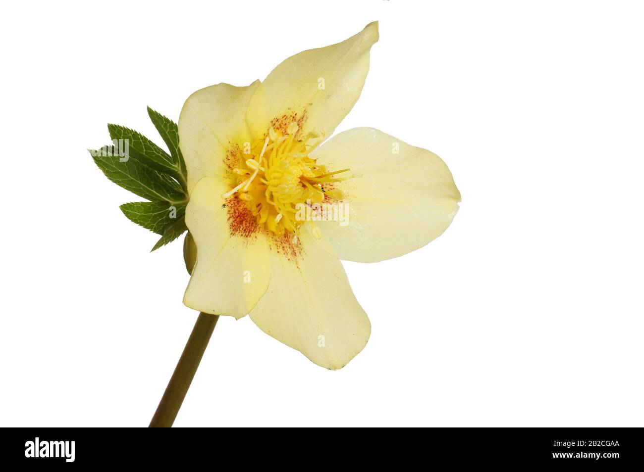 Closeup of a plae yellow hellebore flower isolated against white Stock Photo