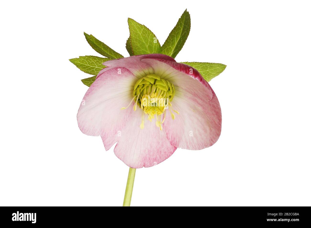 Pink hellebore flower Cut Out Stock Images & Pictures - Alamy