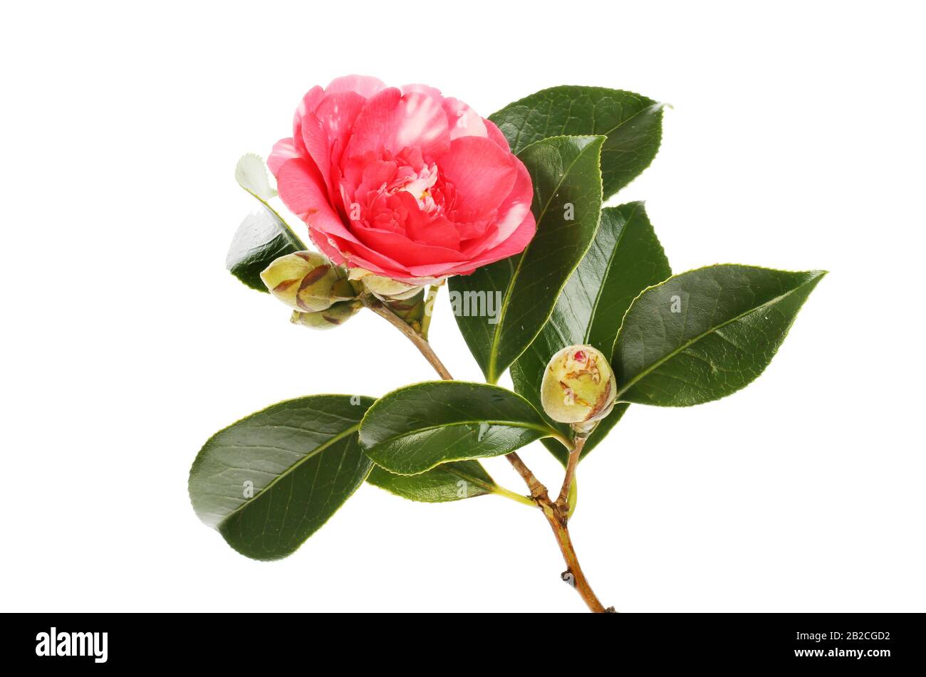 Red and white camellia flower, buds and foliage isolated against white Stock Photo