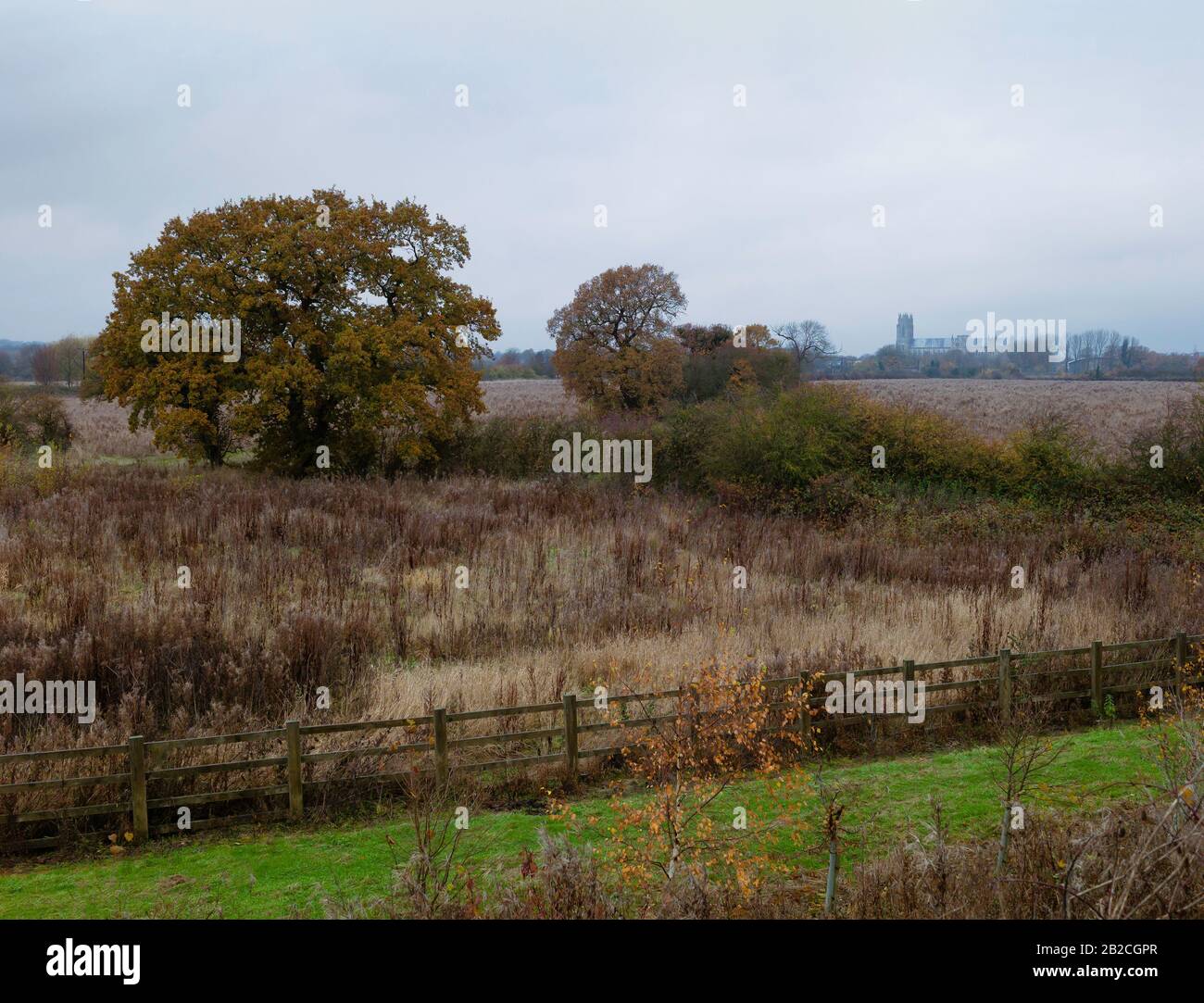 Fallow land with tall grasses with trees and fields with ancient minster on horizon on a bright, clear day in winter in Beverley, Yorkshire, UK. Stock Photo