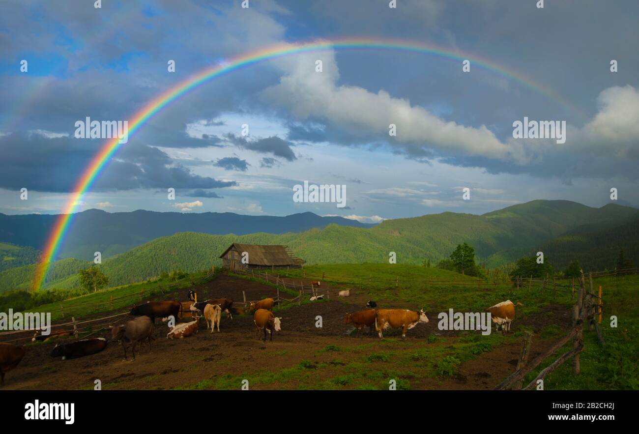 Rainbow over cow farm in mountains. Stock Photo
