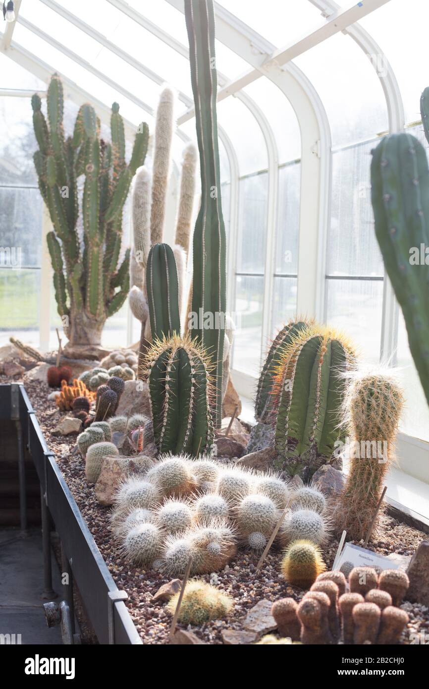 The cactus garden at Volunteer Park Conservatory in Seattle, Washington,  USA Stock Photo - Alamy