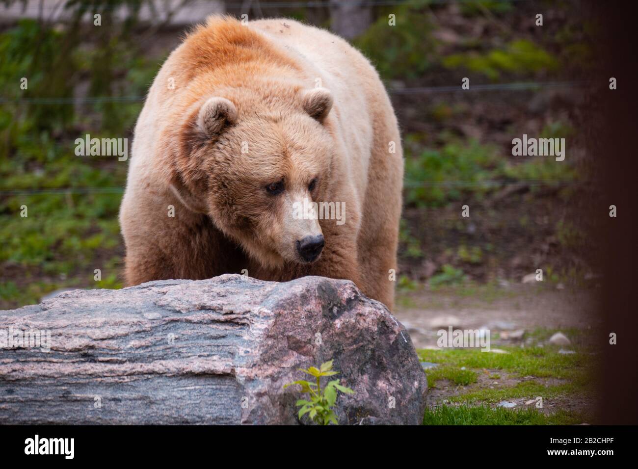 Grizzly Bear playing in the water surrounded by logs Stock Photo