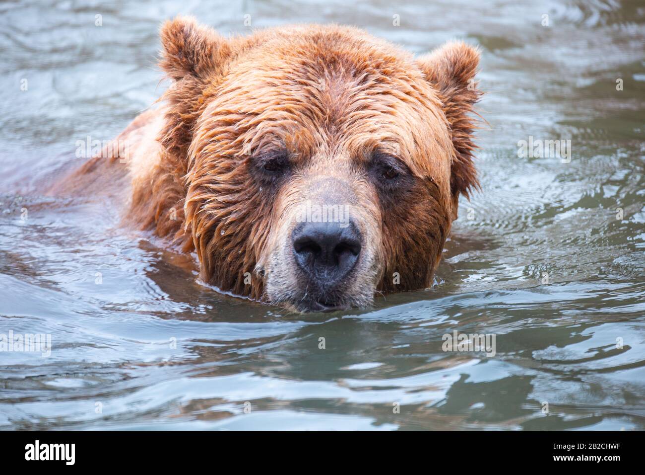 Grizzly Bear playing in the water surrounded by logs Stock Photo