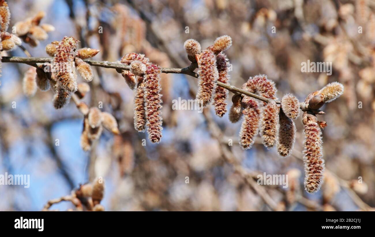 detail of a little branch of silver poplar with female catkins Stock Photo