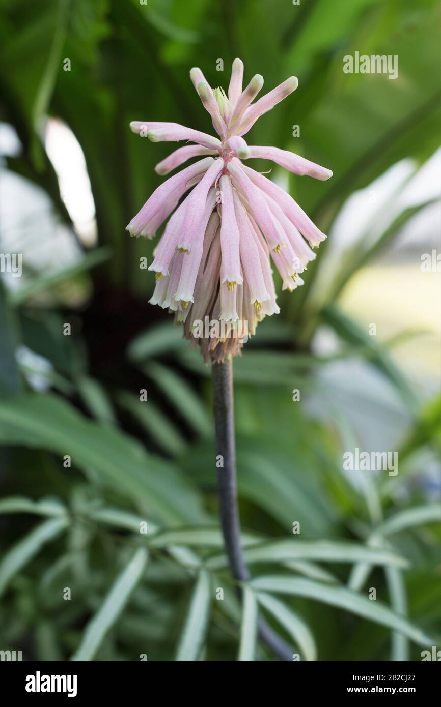 Veltheimia viridifolia. Stock Photo