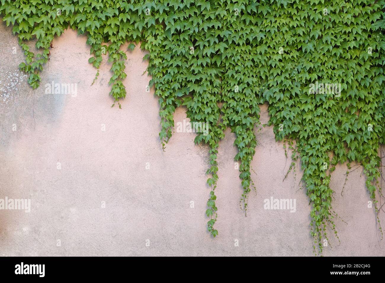 wall partially covered with japanese creeper Stock Photo