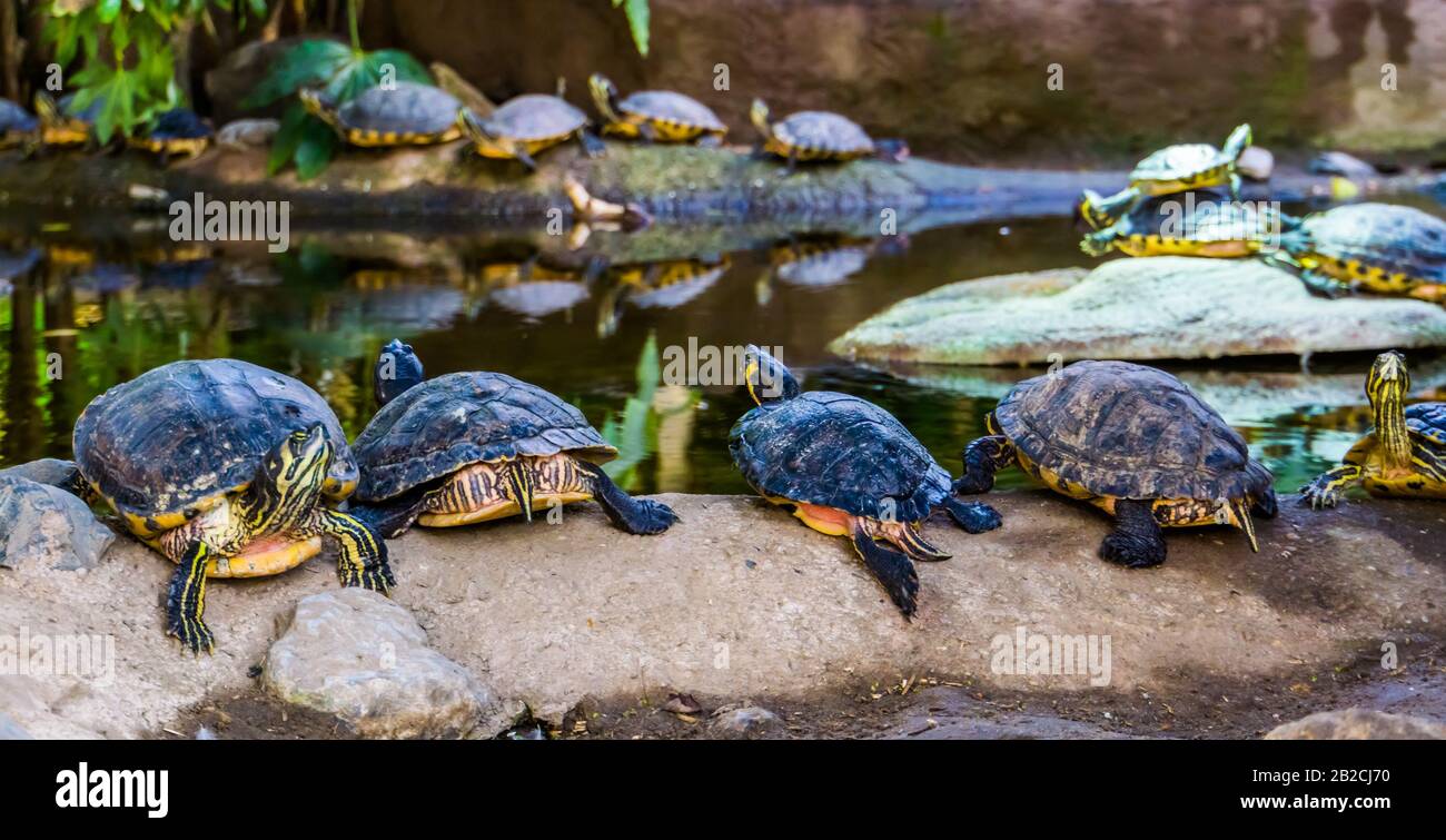 swamp turtles in a line sitting on a rock together, nest of cumberland