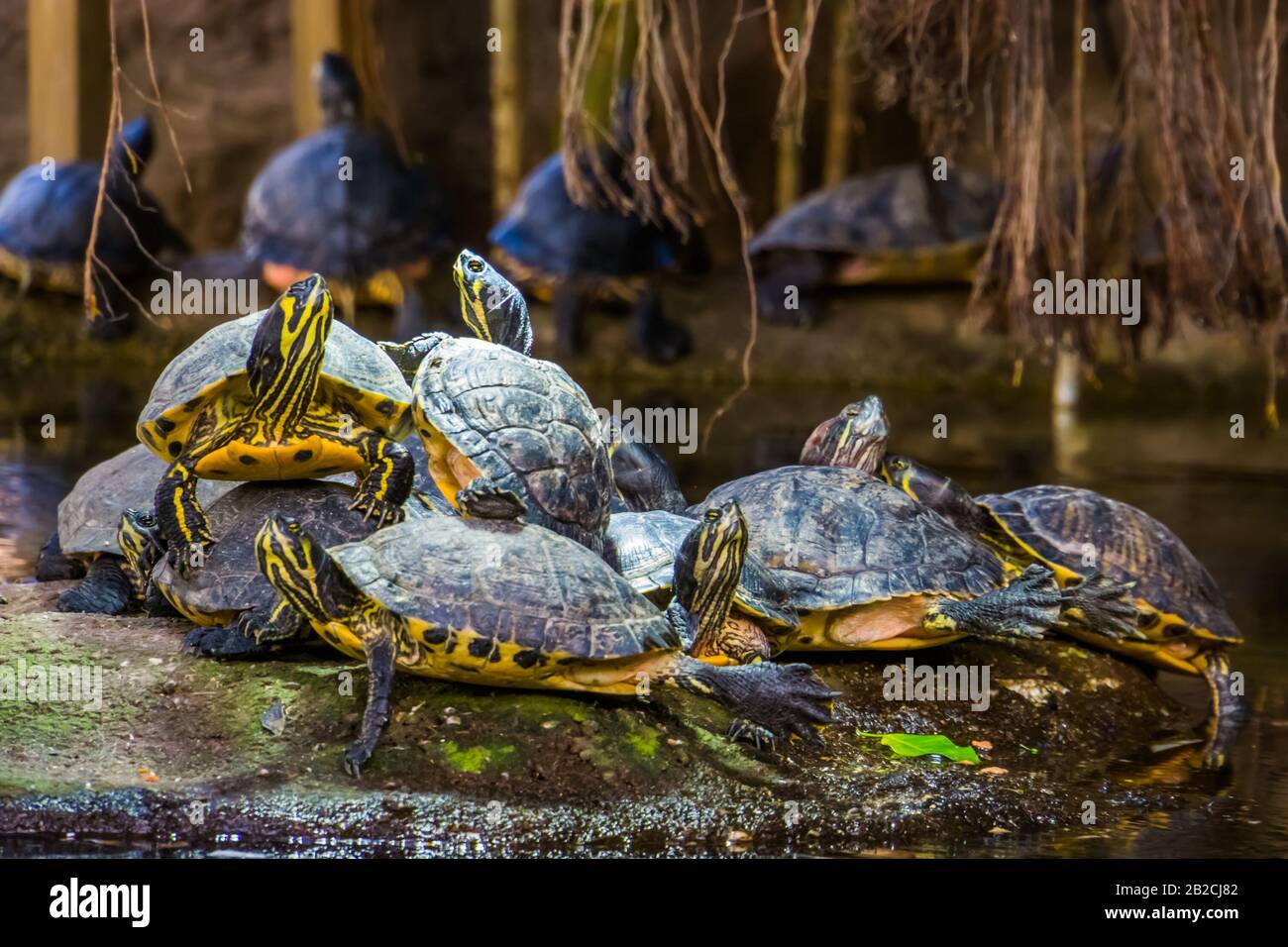 nest of yellow bellied cumberland slider turtles together on a rock in ...