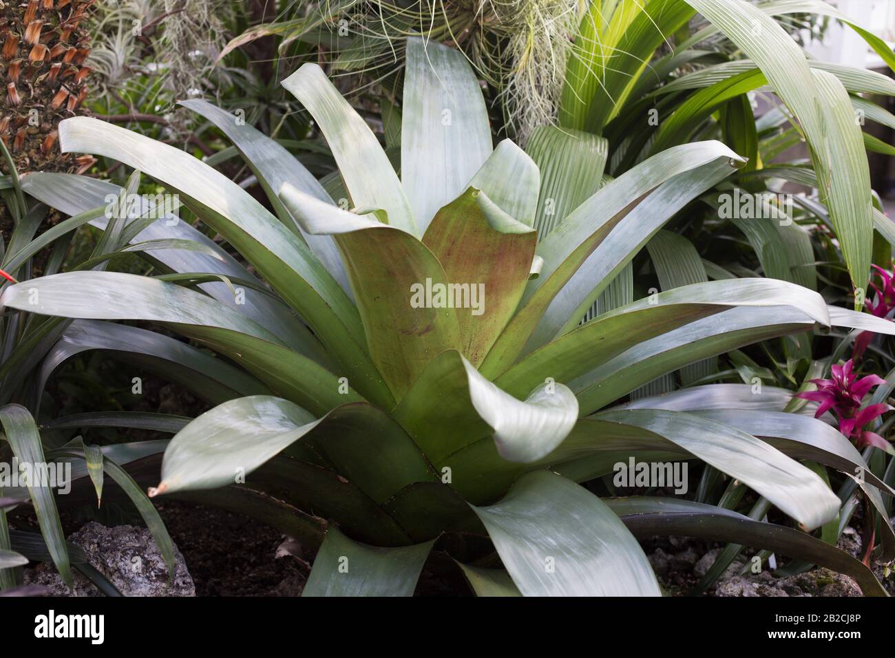 Vriesea imperialis. Stock Photo