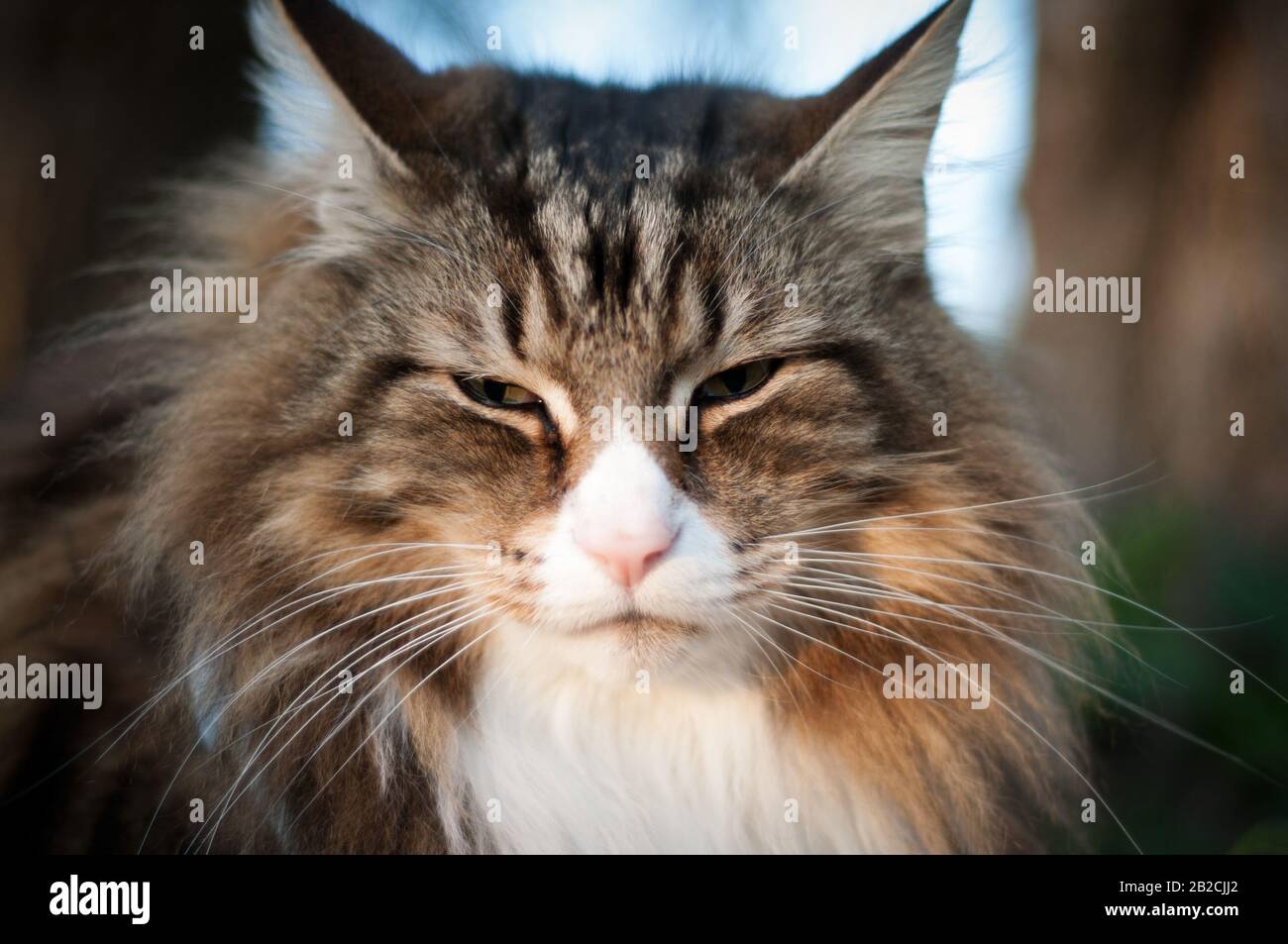 close-up of a cat's face outdoor. norwegian forest cat portrait Stock Photo