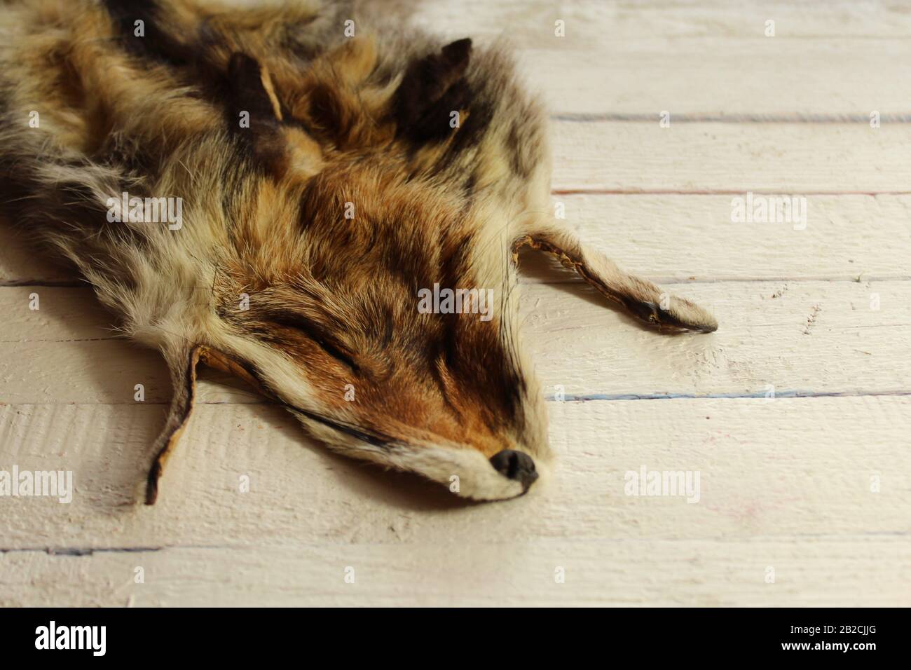 The picture shows a piece of a fox fur Stock Photo Alamy